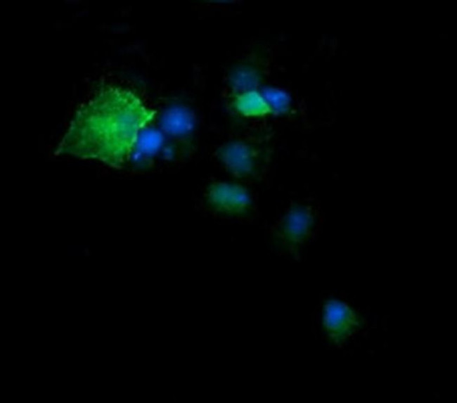 DPCD Antibody in Immunocytochemistry (ICC/IF)