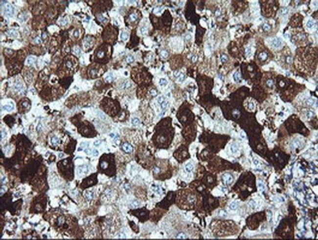 DPCD Antibody in Immunohistochemistry (Paraffin) (IHC (P))