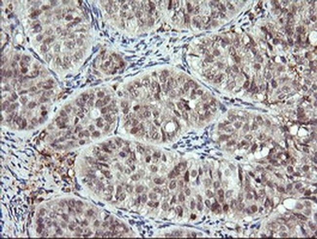 DPCD Antibody in Immunohistochemistry (Paraffin) (IHC (P))