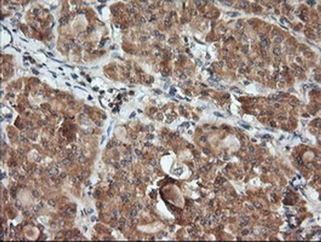 Kallikrein 8 Antibody in Immunohistochemistry (Paraffin) (IHC (P))