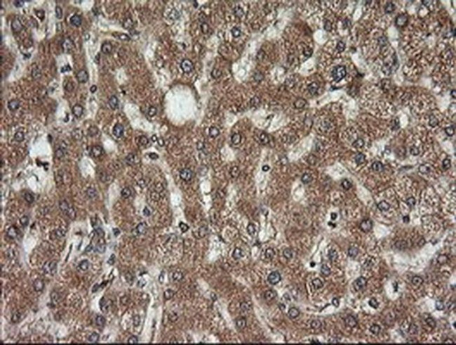 Kallikrein 8 Antibody in Immunohistochemistry (Paraffin) (IHC (P))