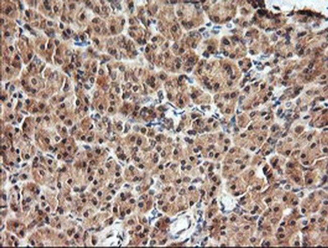 Kallikrein 8 Antibody in Immunohistochemistry (Paraffin) (IHC (P))