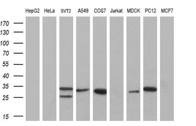 Kallikrein 8 Antibody in Western Blot (WB)