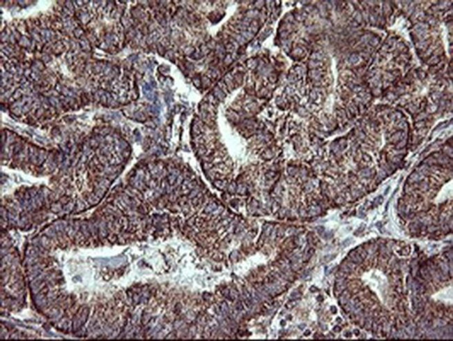 COX6C Antibody in Immunohistochemistry (Paraffin) (IHC (P))