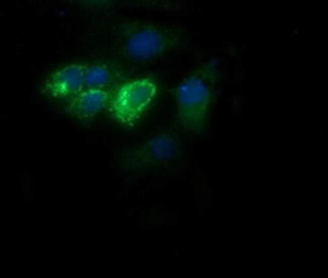 COX6C Antibody in Immunocytochemistry (ICC/IF)