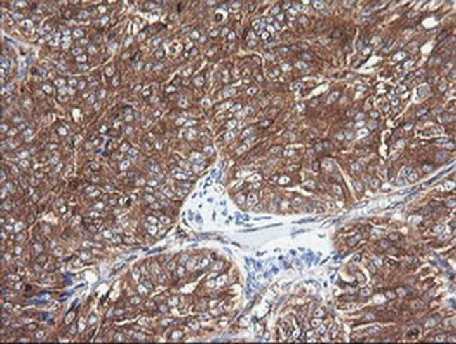 COX6C Antibody in Immunohistochemistry (Paraffin) (IHC (P))