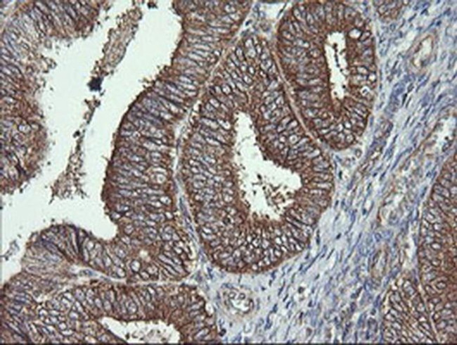 COX6C Antibody in Immunohistochemistry (Paraffin) (IHC (P))