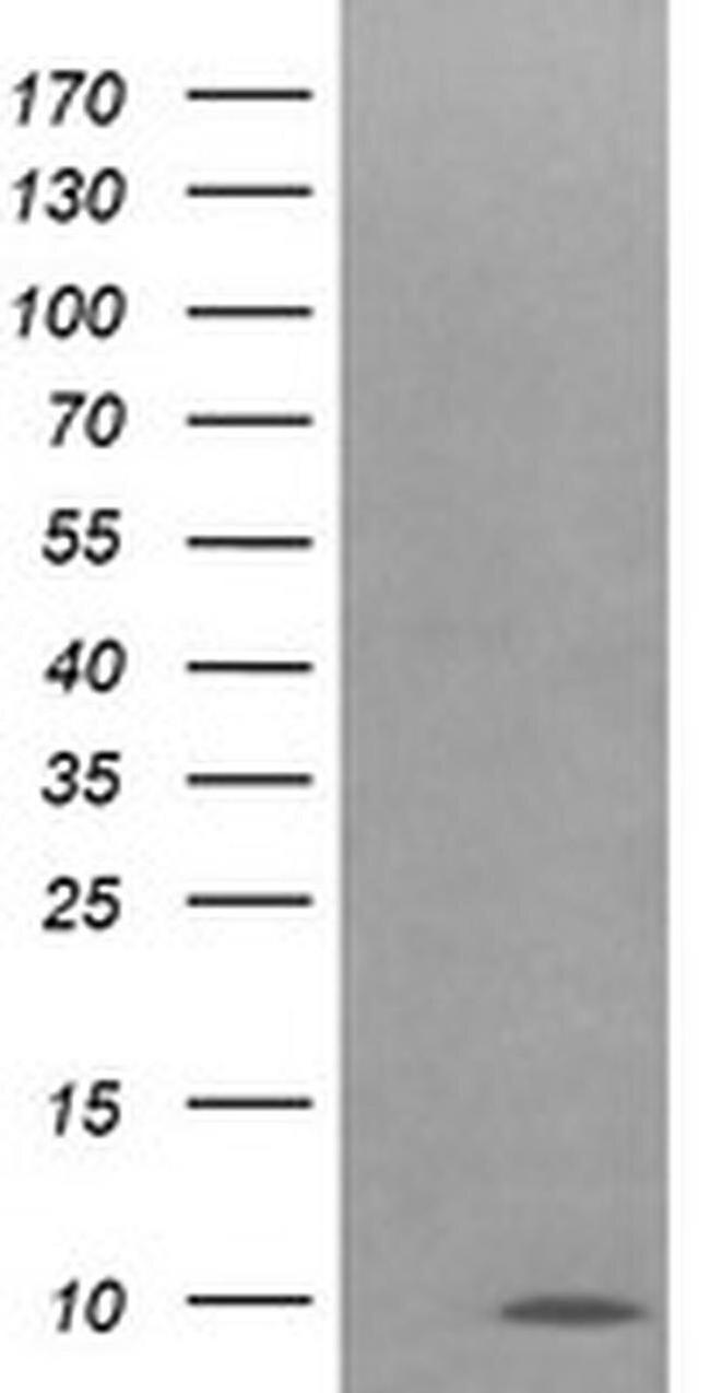 COX6C Antibody in Western Blot (WB)