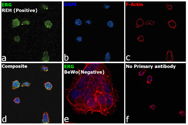 ERG Antibody in Immunocytochemistry (ICC/IF)