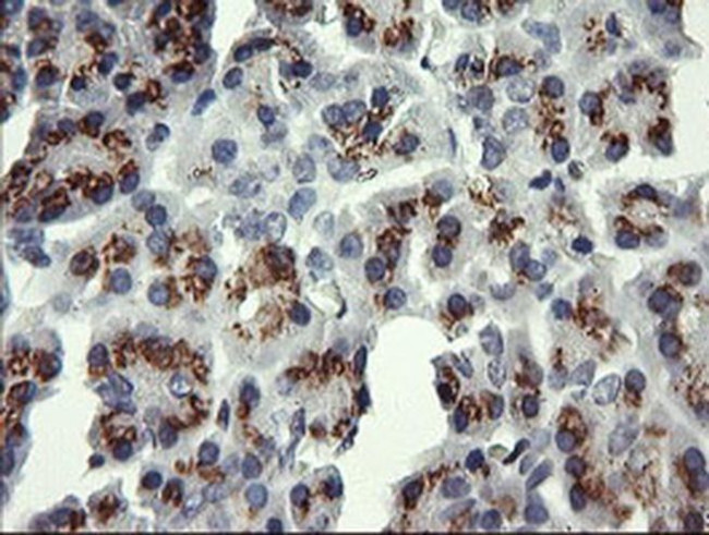 ERG Antibody in Immunohistochemistry (Paraffin) (IHC (P))