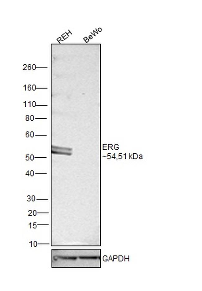 ERG Antibody in Western Blot (WB)