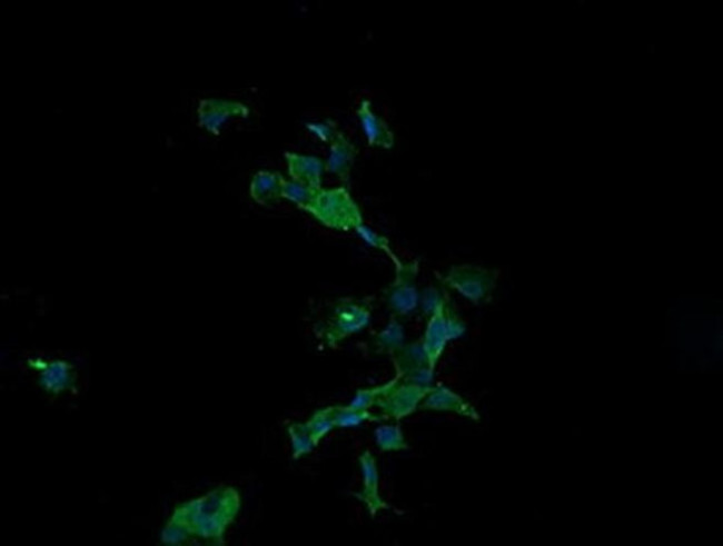 APC11 Antibody in Immunocytochemistry (ICC/IF)