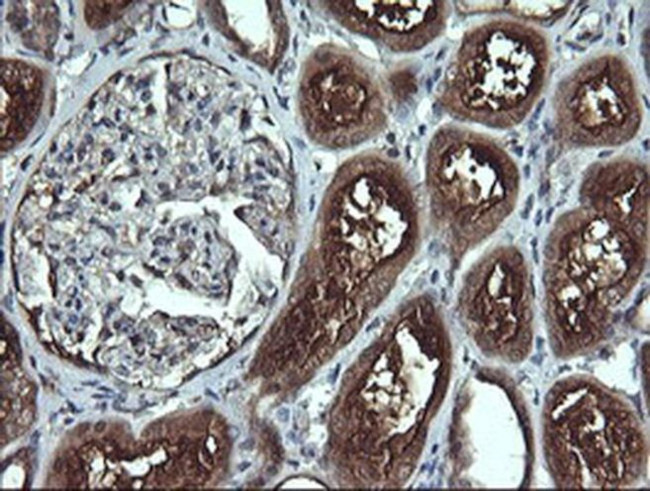 APC11 Antibody in Immunohistochemistry (Paraffin) (IHC (P))