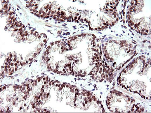 Necdin Antibody in Immunohistochemistry (Paraffin) (IHC (P))