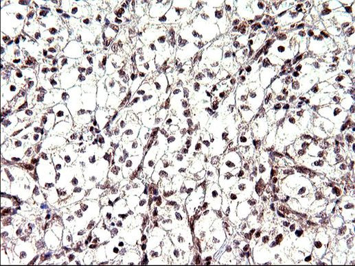 Necdin Antibody in Immunohistochemistry (Paraffin) (IHC (P))