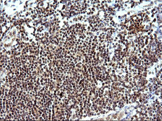 Necdin Antibody in Immunohistochemistry (Paraffin) (IHC (P))