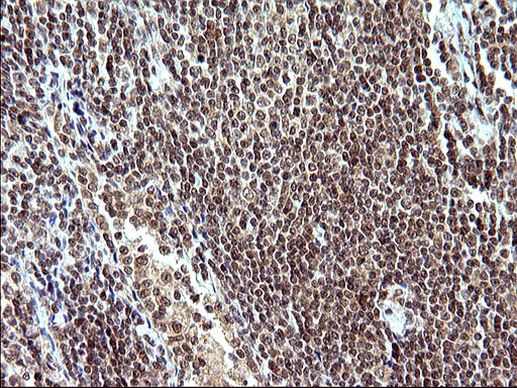 Necdin Antibody in Immunohistochemistry (Paraffin) (IHC (P))