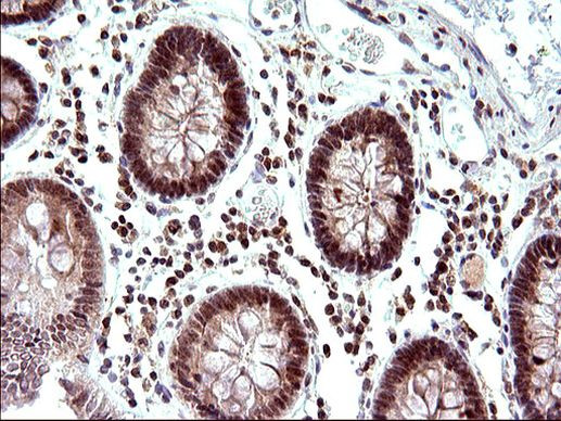 Necdin Antibody in Immunohistochemistry (Paraffin) (IHC (P))