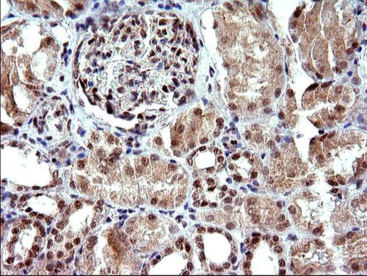 Necdin Antibody in Immunohistochemistry (Paraffin) (IHC (P))