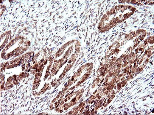 Necdin Antibody in Immunohistochemistry (Paraffin) (IHC (P))