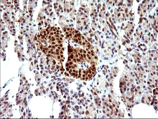 Necdin Antibody in Immunohistochemistry (Paraffin) (IHC (P))