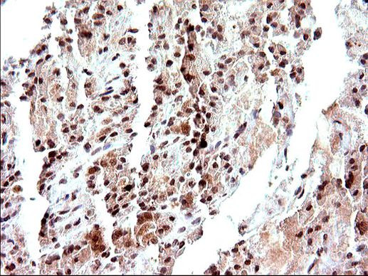 Necdin Antibody in Immunohistochemistry (Paraffin) (IHC (P))