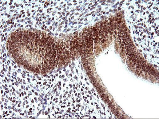 Necdin Antibody in Immunohistochemistry (Paraffin) (IHC (P))