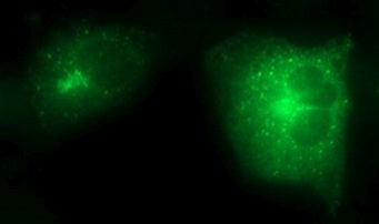 SCAMP2 Antibody in Immunocytochemistry (ICC/IF)