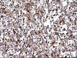 SCAMP2 Antibody in Immunohistochemistry (Paraffin) (IHC (P))