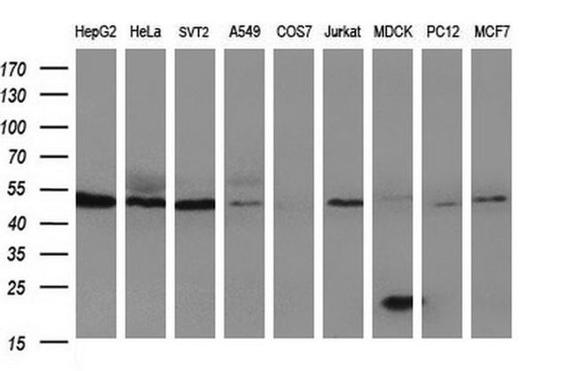 HERPUD1 Antibody in Western Blot (WB)