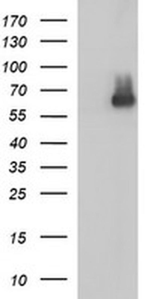 SR-BI Antibody in Western Blot (WB)