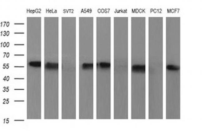 SR-BI Antibody in Western Blot (WB)