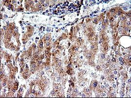 SHBG Antibody in Immunohistochemistry (Paraffin) (IHC (P))