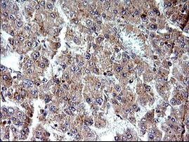 SHBG Antibody in Immunohistochemistry (Paraffin) (IHC (P))