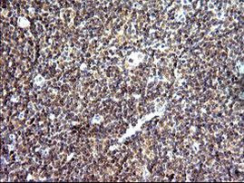 SHBG Antibody in Immunohistochemistry (Paraffin) (IHC (P))