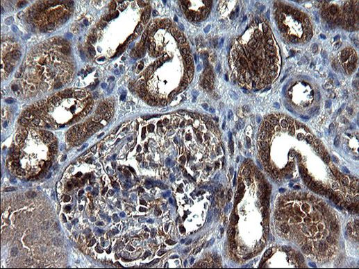 SCRN1 Antibody in Immunohistochemistry (Paraffin) (IHC (P))