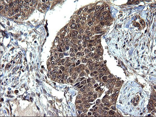 SCRN1 Antibody in Immunohistochemistry (Paraffin) (IHC (P))