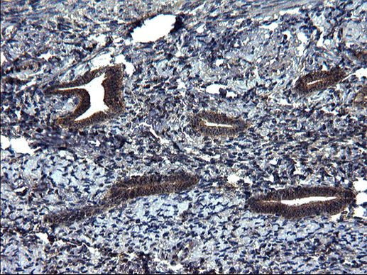 SCRN1 Antibody in Immunohistochemistry (Paraffin) (IHC (P))