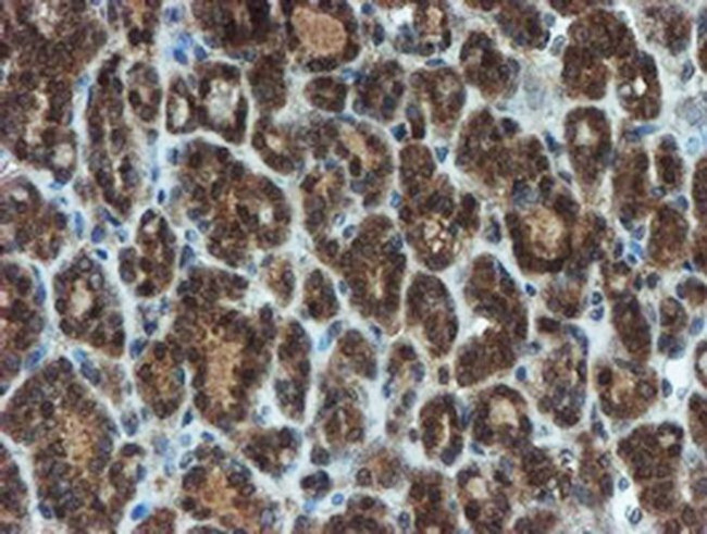 XTP4 Antibody in Immunohistochemistry (Paraffin) (IHC (P))