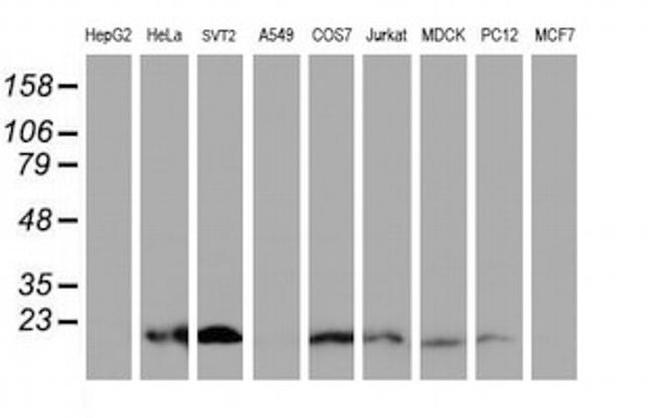 XTP4 Antibody in Western Blot (WB)