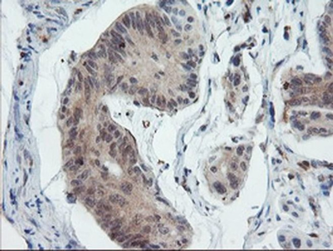 PYCARD Antibody in Immunohistochemistry (Paraffin) (IHC (P))