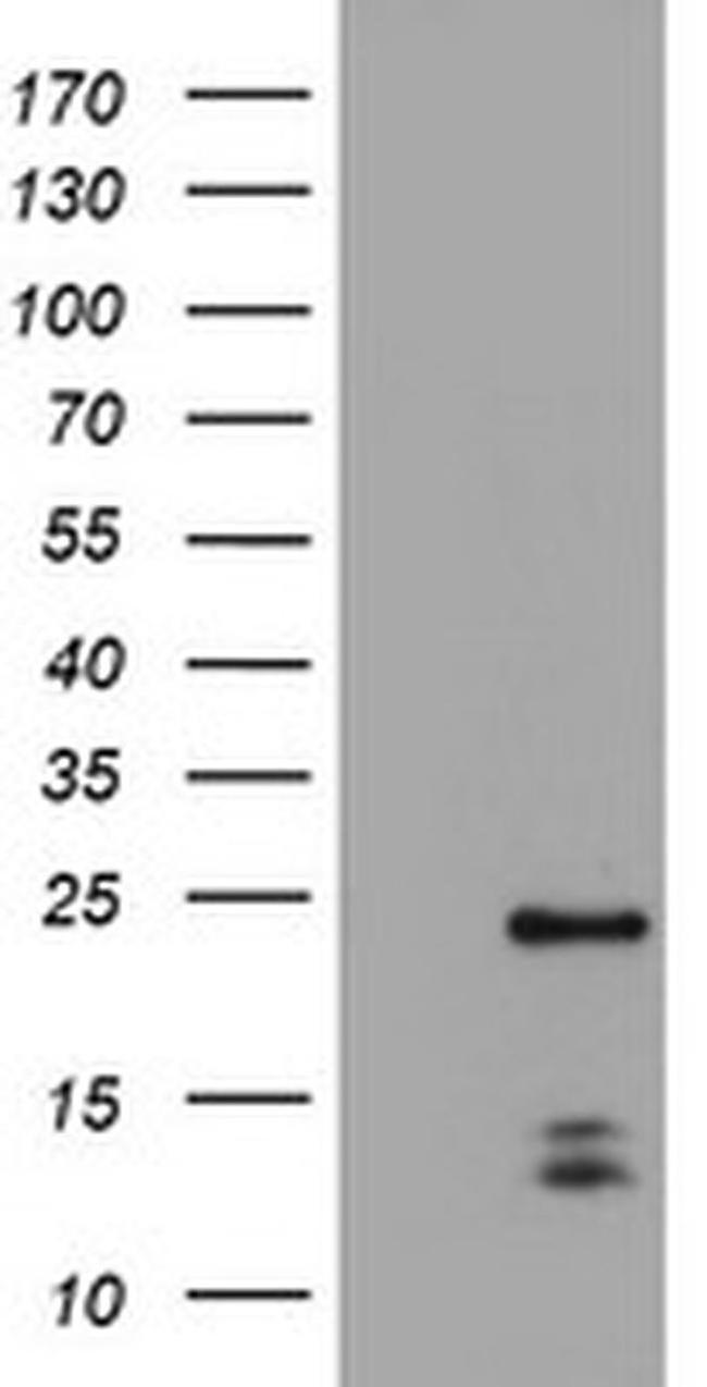 PYCARD Antibody in Western Blot (WB)