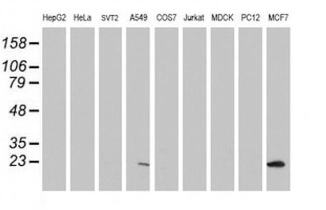 PYCARD Antibody in Western Blot (WB)