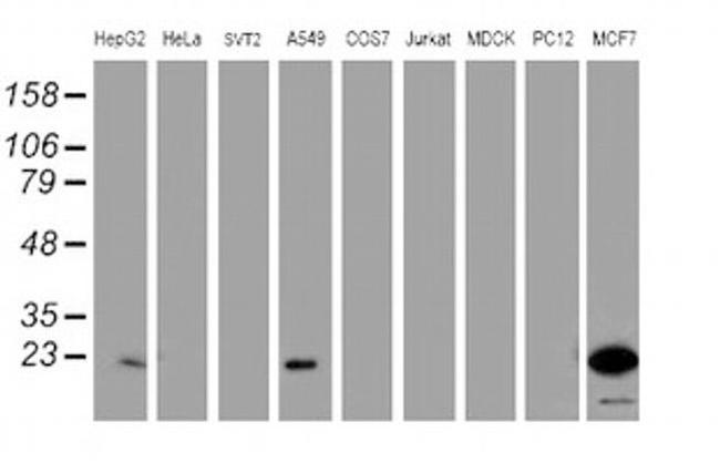 PYCARD Antibody in Western Blot (WB)