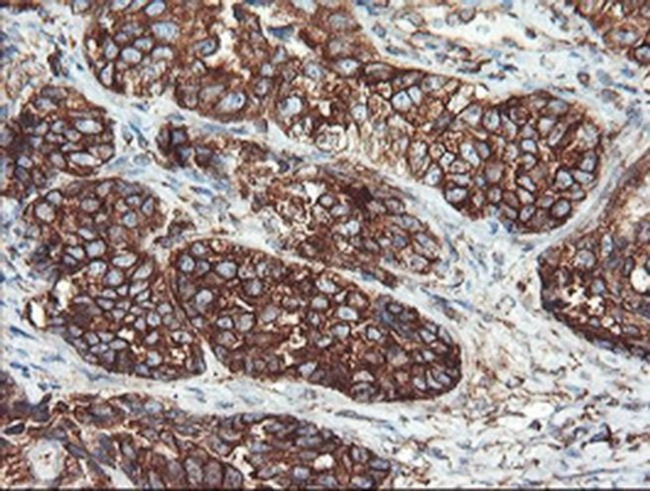 USP9X Antibody in Immunohistochemistry (Paraffin) (IHC (P))