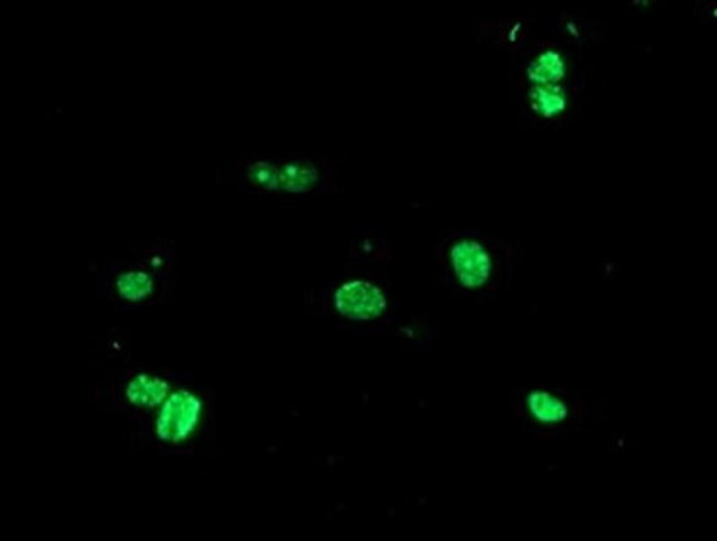 USP36 Antibody in Immunocytochemistry (ICC/IF)