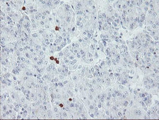 USP36 Antibody in Immunohistochemistry (Paraffin) (IHC (P))