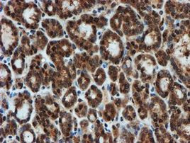 PSMA6 Antibody in Immunohistochemistry (Paraffin) (IHC (P))