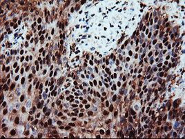 PSMA6 Antibody in Immunohistochemistry (Paraffin) (IHC (P))