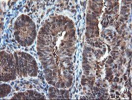 PSMA6 Antibody in Immunohistochemistry (Paraffin) (IHC (P))